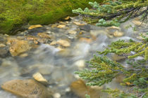 Rapidly flowing stream and pine branches by Danita Delimont