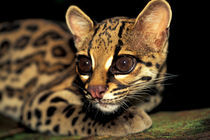 Margay (Leopardus weidi) portrait von Danita Delimont