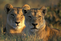 Lionesses (Panthera leo) lie in tall grass in Savuti Marsh at sunrise by Danita Delimont