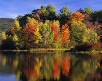 Trees in autumn color reflecting in Lake Kanasatka by Danita Delimont