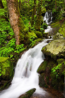 USA; Tennessee; Great Smoky Mountain NP; Cascade at Tremont by Danita Delimont