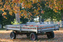 Pumpkin Wagon / Autumn von Danita Delimont