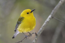 Close-up of male prothonotary warbler on branch von Danita Delimont
