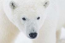 Cub on newly formed pack ice along the arctic coast von Danita Delimont