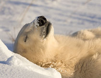 Sleeping polar bear von Danita Delimont