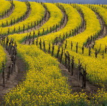 Springtime bloom of mustard between rows of grapevines by Danita Delimont