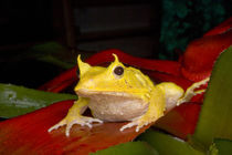 Close-up of Solomon Island leaf frog von Danita Delimont