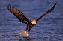 Kenai Peninsula Bald eagle catching fish out of ocean von Danita Delimont