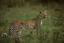 Leopard (Panthera pardus) hunting by Danita Delimont