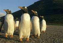 Falkland Islands von Danita Delimont