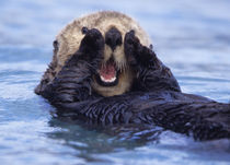 Sea otters are the largest members of the weasel family in North America von Danita Delimont