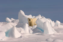 Arctic Alaska by Danita Delimont