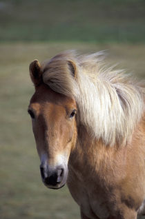 Icelandic Pony von Danita Delimont