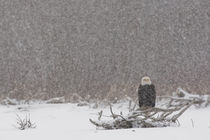 Bald eagle (Haliaeetus leucocephalus) in snow storm by Danita Delimont