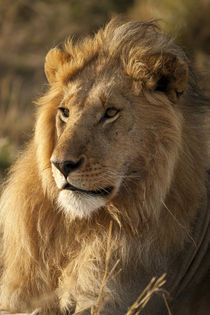 Resting in grassland von Danita Delimont