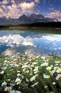 Hektor Lake with wildflowers and reflection by Danita Delimont