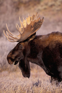 Bull moose (Alces alces) by Danita Delimont