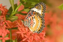 The Leopard Lacewing (Cethosia methypsea) von Danita Delimont