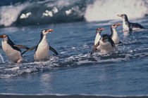 Royal penguins von Danita Delimont