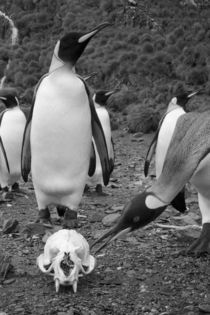 King Penguins (Aptenodytes patagonicus) surround skull of Antarctic Fur Seals (Arctocephalus gazella) lies on gravel beach along Right Whale Bay by Danita Delimont