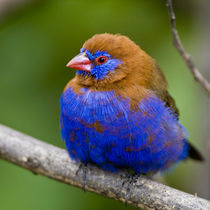 Purple Grenadier male at Lake Naivasha by Danita Delimont