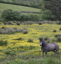 A horse stands in a bright field of yellow wildflowers von Danita Delimont