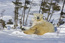 Polar bear cub playing with a watchful mother von Danita Delimont