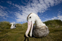 Curious Wandering Albatross (Diomedea exulans) approaches camera lens near nesting site on Prion Island by Danita Delimont