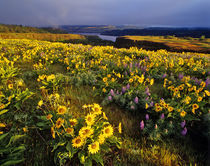 Spring wildflowers in abundance at the Tom McCall Preserve in Oregon by Danita Delimont