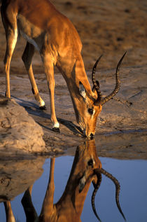 Bull Impala (Aepyceros melampus) is reflected while drinking from water hole in Savuti Marsh by Danita Delimont