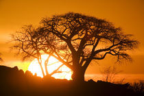 Setting sun silhouettes Baobab Trees (Adansonia digitata) on Kubu Island on Makgadikgadi Pan in Kalahari Desert by Danita Delimont