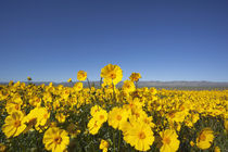 Carrizo Plain with Temblor Range and spring wildflowers (Bigelow's Tickseed) von Danita Delimont