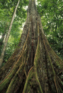 Buttressed tree in the rainforest von Danita Delimont