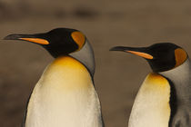 Falkland Islands by Danita Delimont