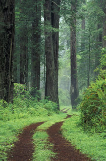 Old Highway 101 with Coast Redwoods von Danita Delimont