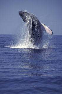 Humpback whale breaching (Megaptera novaeangliae) von Danita Delimont