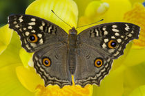 Sammamish Washington Tropical Butterfly photograph of Junonia lemonias the Lemon Pansy Butterfly from Asia on yellow Orchid by Danita Delimont