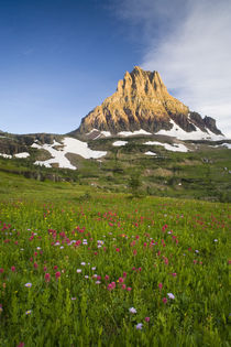 Wildflowers in the Hanging Gardens below Mt Clements at Logan Pass in Glacier National Park Montana by Danita Delimont
