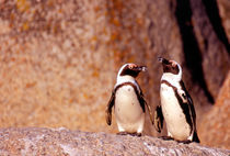 Jackass Penguins (Phalacrocorax capensis) on the rocks von Danita Delimont