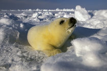 Harp Seal (phoca groenlandica) pup by Danita Delimont