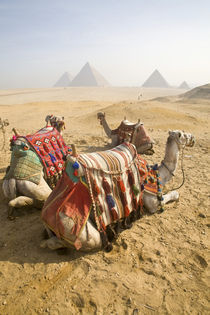 Resting camels gaze across the desert sands of Giza to the famed Egyptian pyramids outside Cairo von Danita Delimont