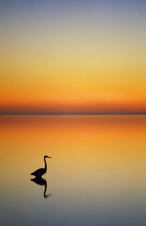 Great Blue Heron at sunset by Danita Delimont