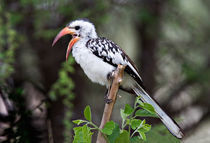 Red-billed Hornbill (Tockus erythrorhynchus) von Danita Delimont