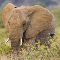 Elephant at Samburu NP by Danita Delimont