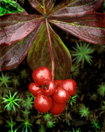 Detail of leaves and bright red berries of the Canadian bunchberry von Danita Delimont
