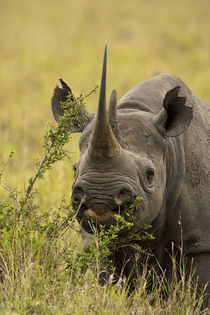 Ceratotherium simum von Danita Delimont