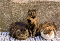 Three cats beside building wall by Danita Delimont