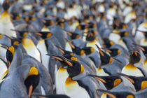 King penguin (Aptenodytes patagonicus) colony von Danita Delimont