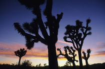 (Yucca brevifolia) von Danita Delimont