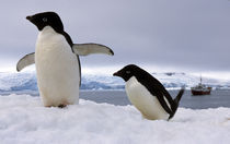 Pair Adelie penguins Antarctica by Danita Delimont